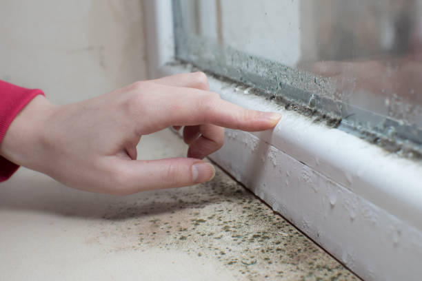 Best Mold Prevention Services  in Tybee Island, GA