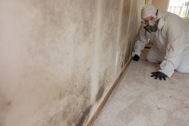 Best Commercial Mold Inspection  in Tybee Island, GA